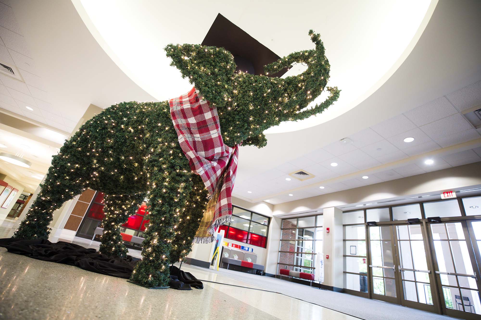 elephant topiary decorated with white lights and mortarboard