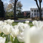 photograph of closeup white tulips with University Boulevard and the President's Mansion in the background