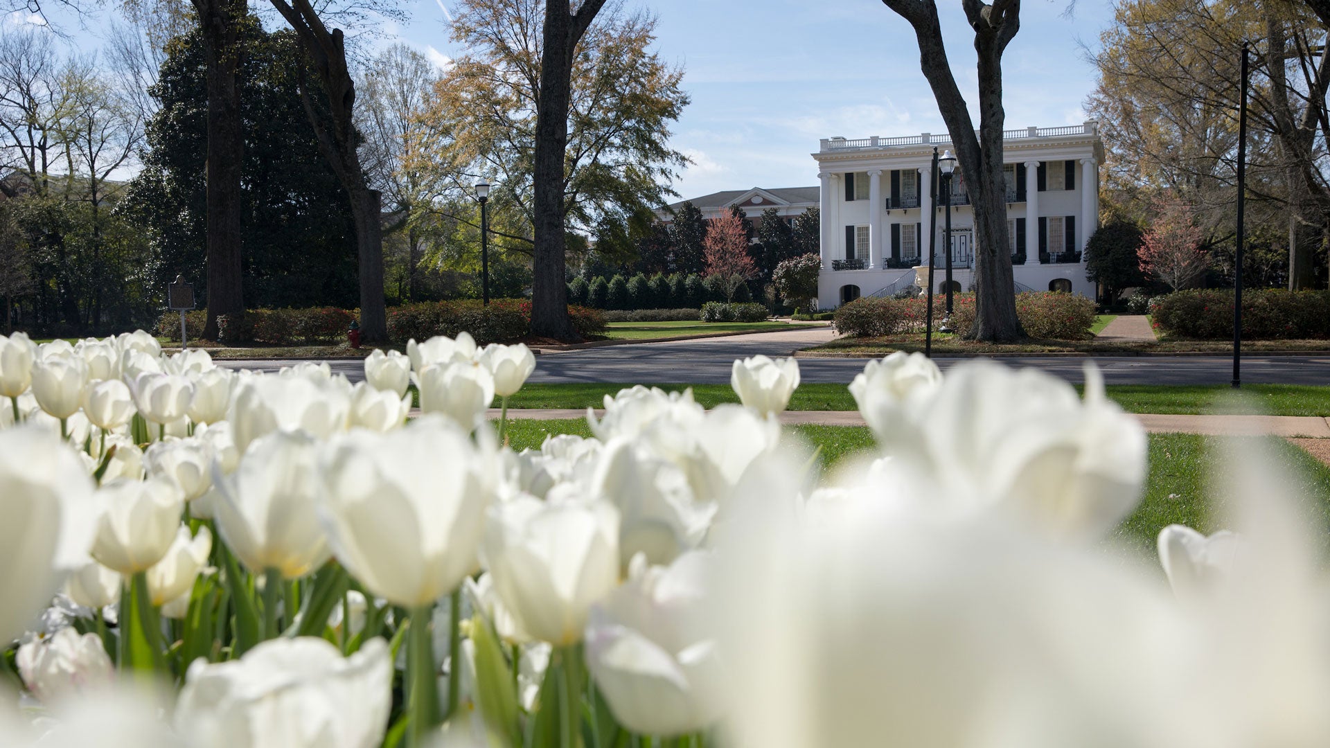 photograph of closeup white tulips with University Boulevard and the President's Mansion in the background