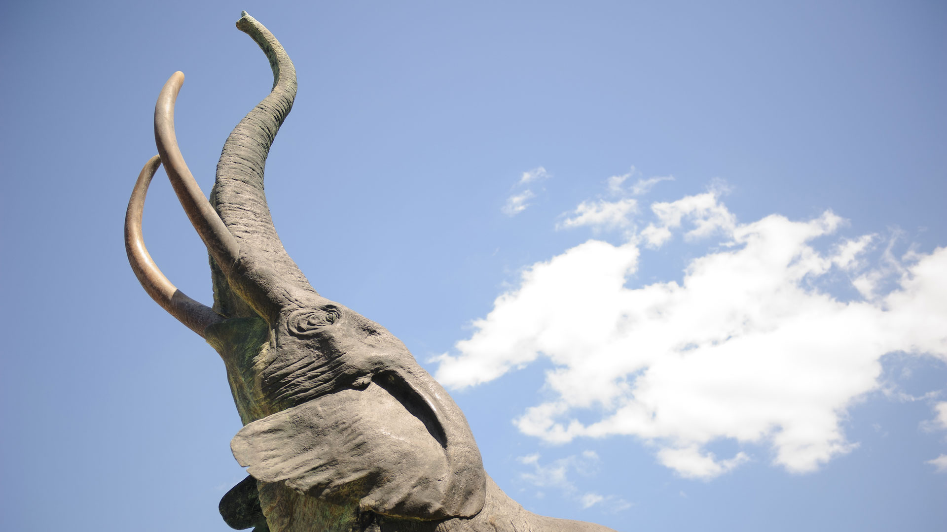 photograph of the head of the bronze elephant statue named Tuska
