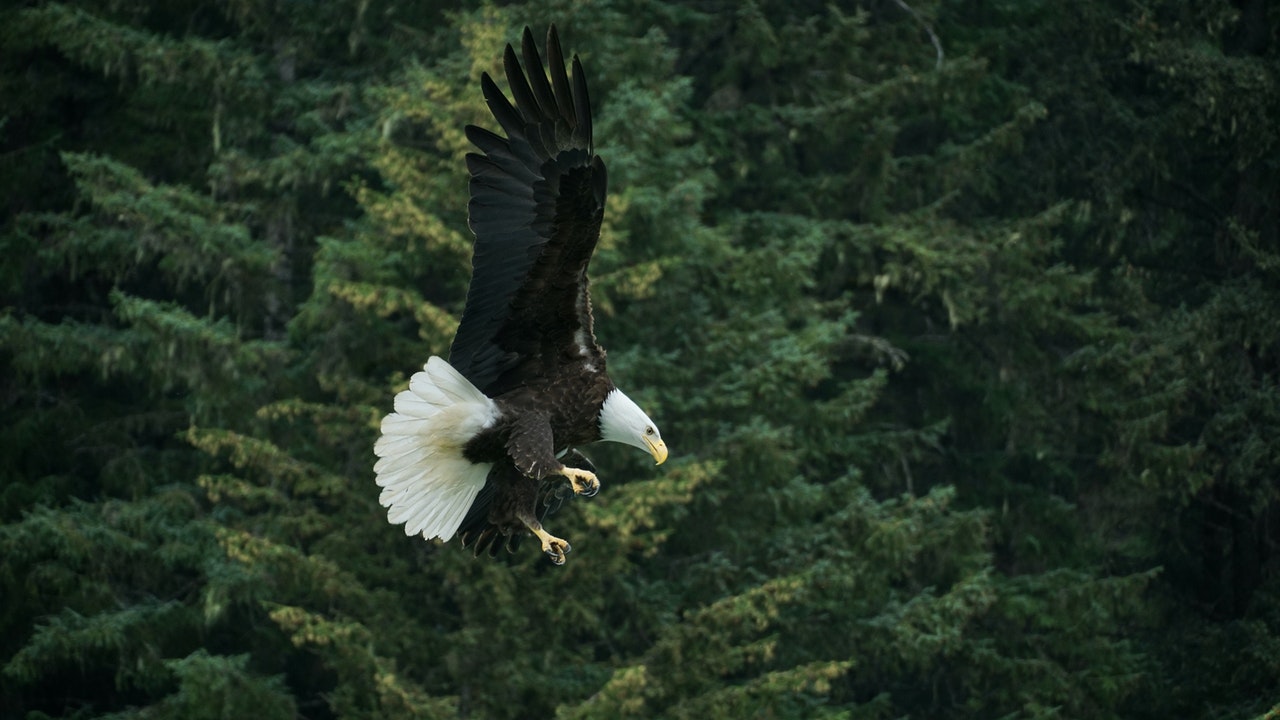American bald eagle flying.