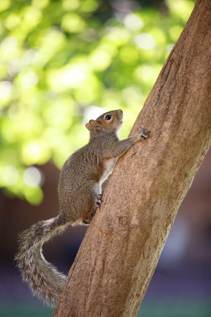 squirrel busy climbing a tree