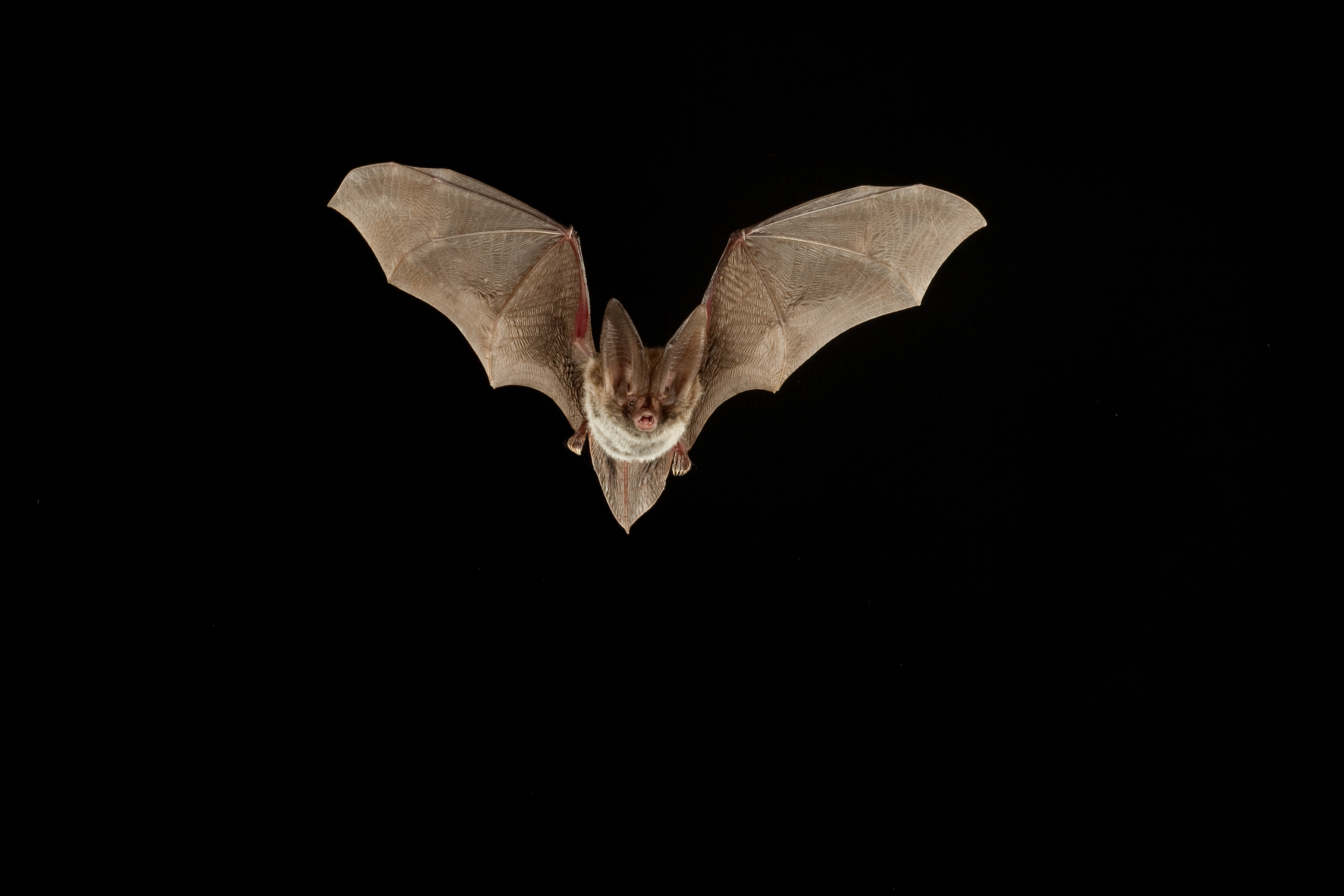 Rafinesque's Big-eared bat flying in the night