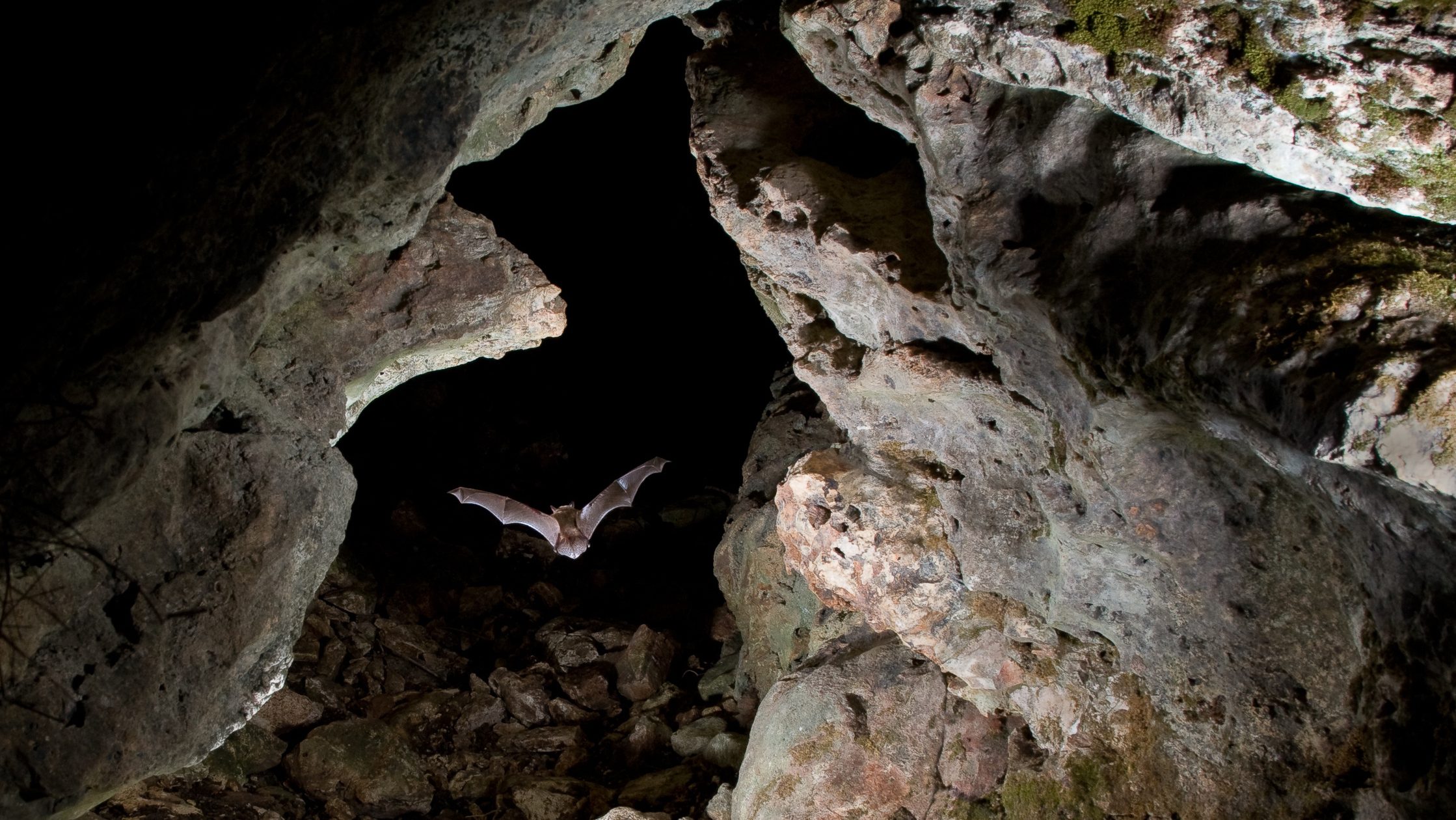 Eastern pipistrelle flying in a cave