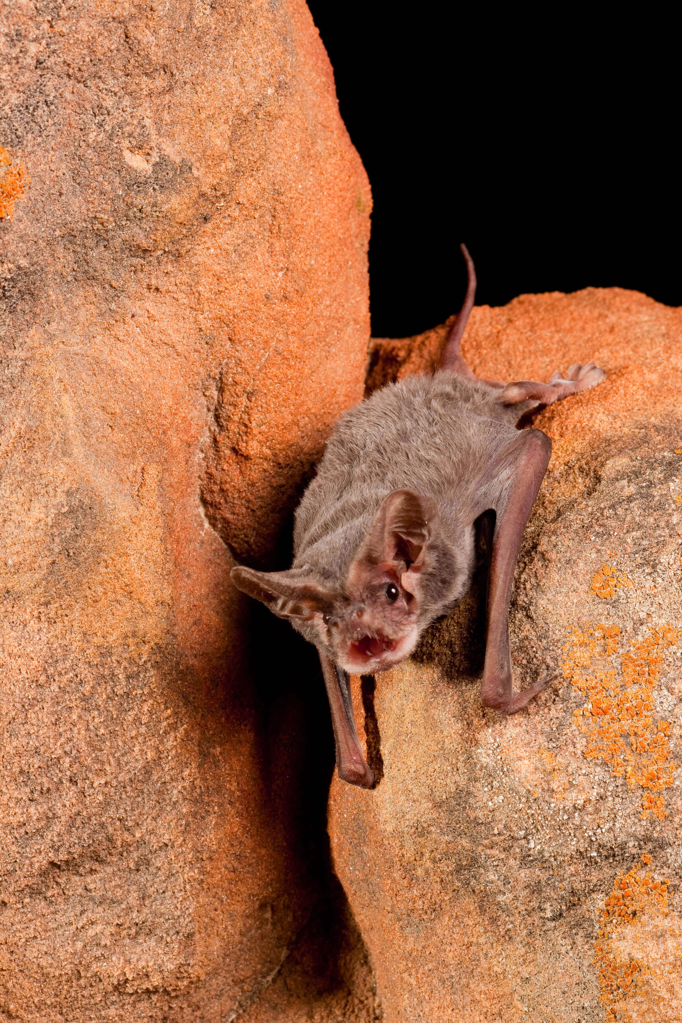 Mexican free-tailed bat crawling on a rock