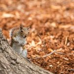 squirrel at base of tree