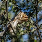 squirrel in tree branches