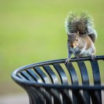 squirrel sitting on wastebasket