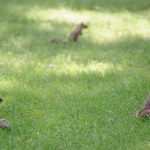 three squirrels playing in grass