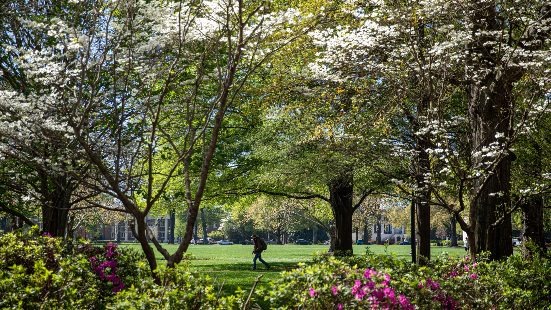 a view of blooming spring trees on the Quad