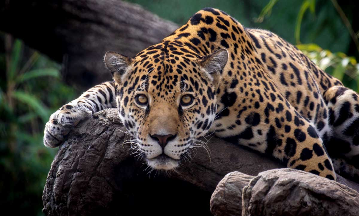 a leopard watches from a tree