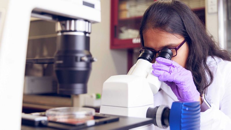 a female scientist looks into a microscope