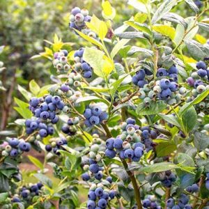 A green bush with blue blueberries.