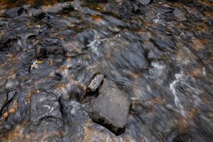 Water travels over stones in a creek.