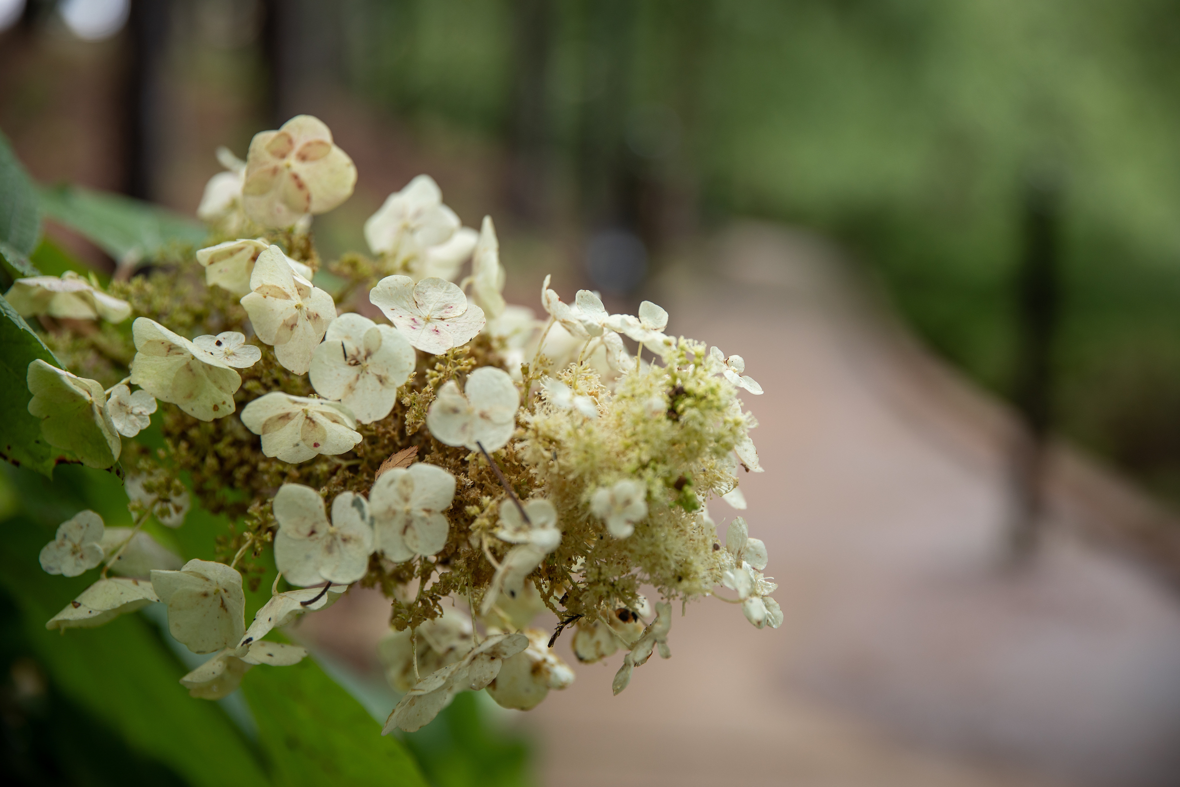 A blooming hydrangea