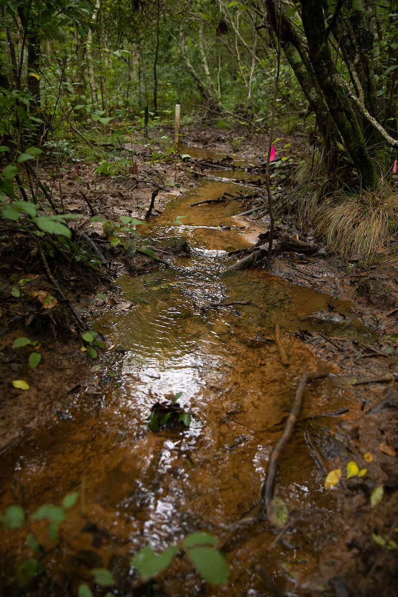 A small stream runs through mud in the forest.