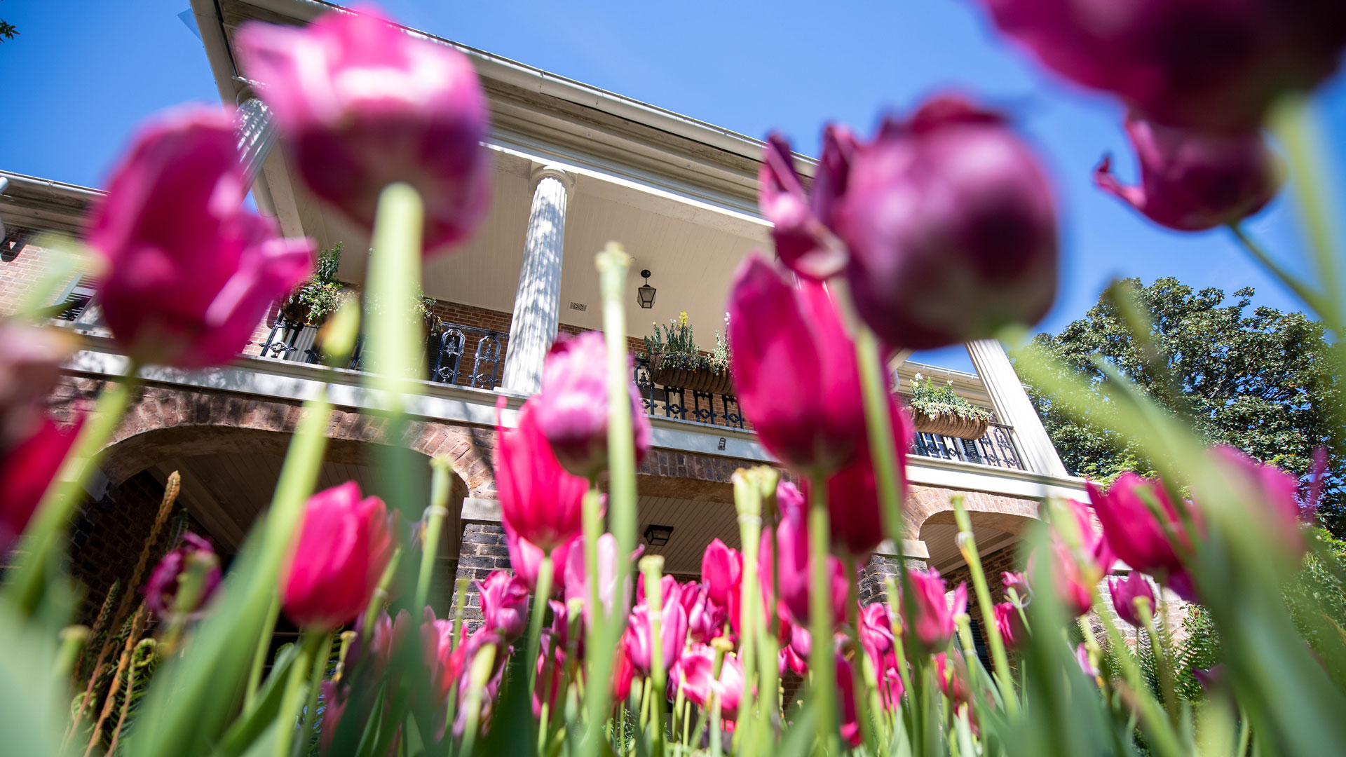 tulips in front of the gorgas house