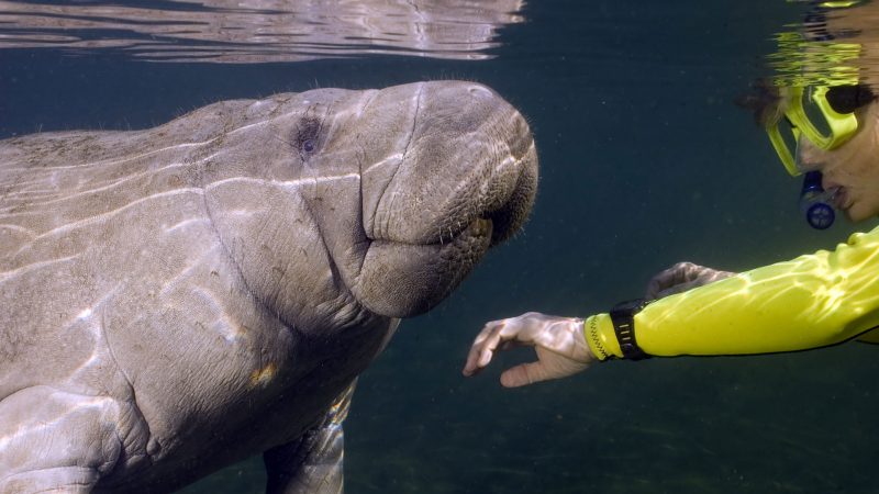 a person snorkeling underwater with a manatee