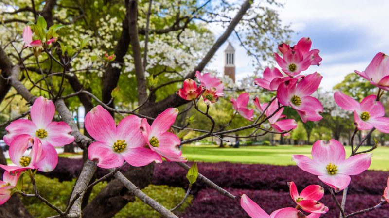 dogwood blooms and Denny Chimes