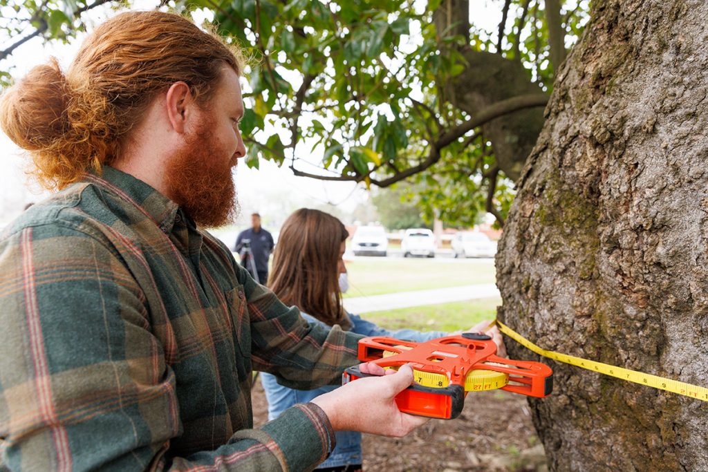 UA students David Phillips and Aurora Baker help measure the Southern Magnolia tree.