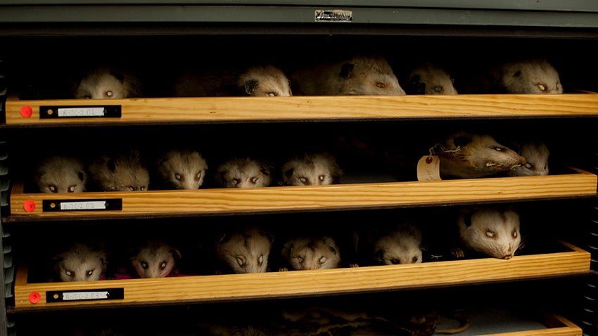 collection of stuffed opossums