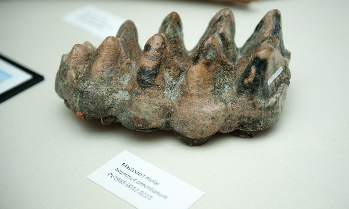 mastodon molar