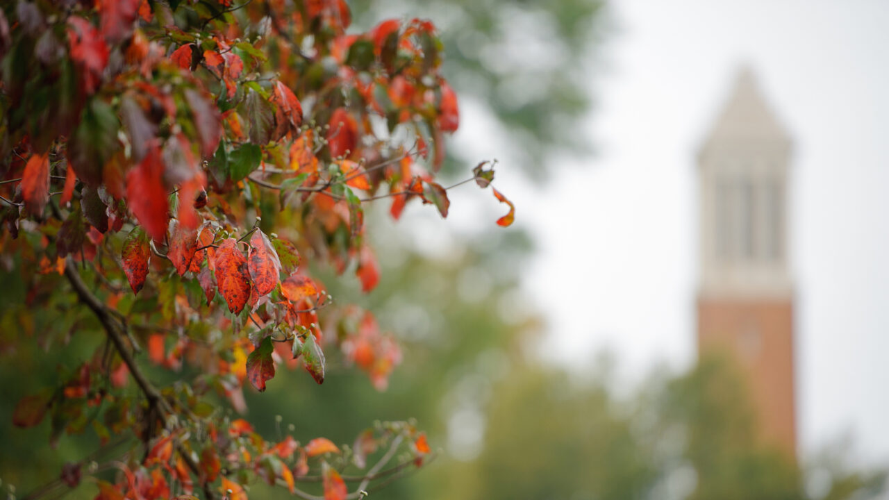 Leaves on a tree after a rain with Denny Chimes in the background.