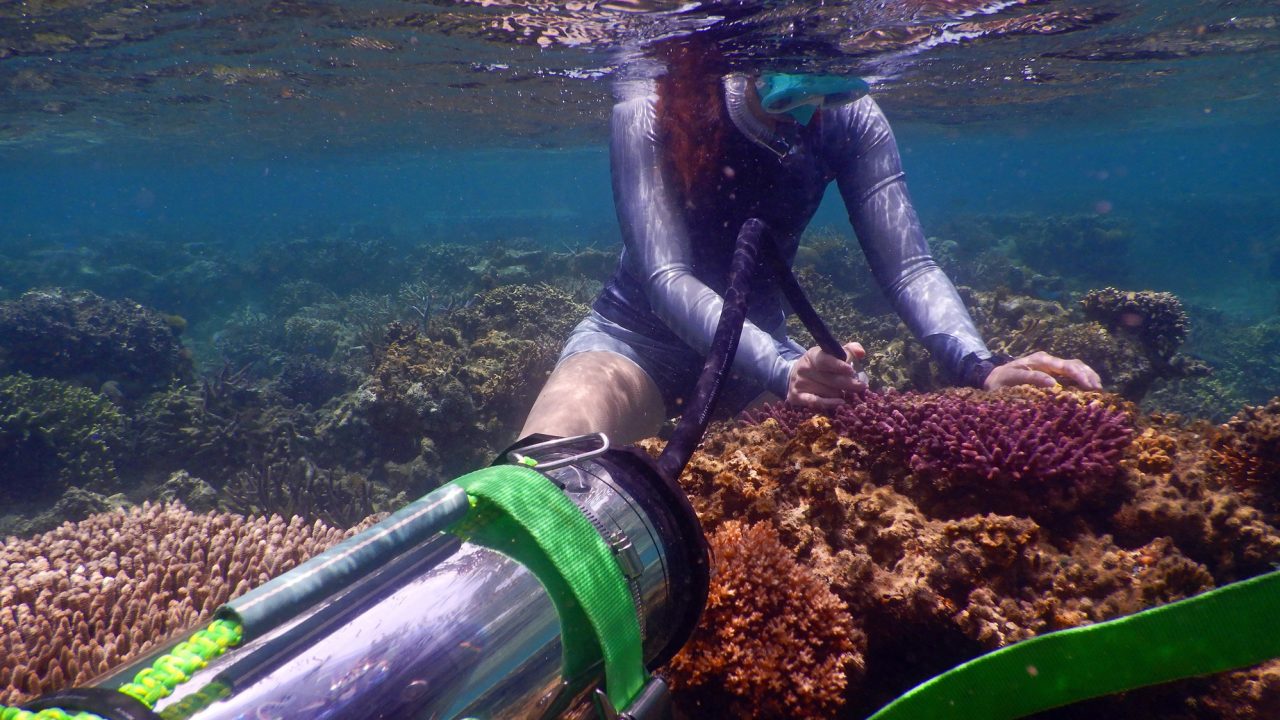 A woman scuba dives in shallow ocean water using a scientific instrument with coral.