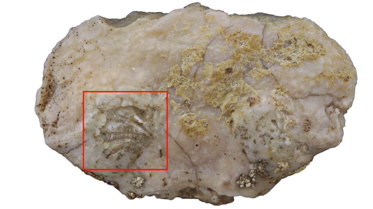 The crab fossil