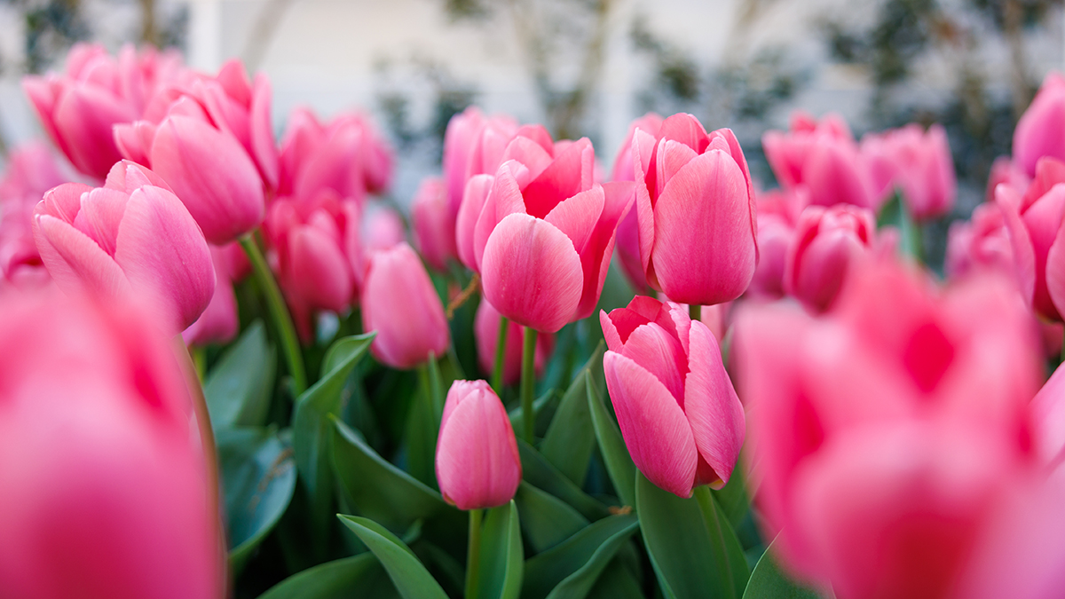 A closeup image of pink tulips.