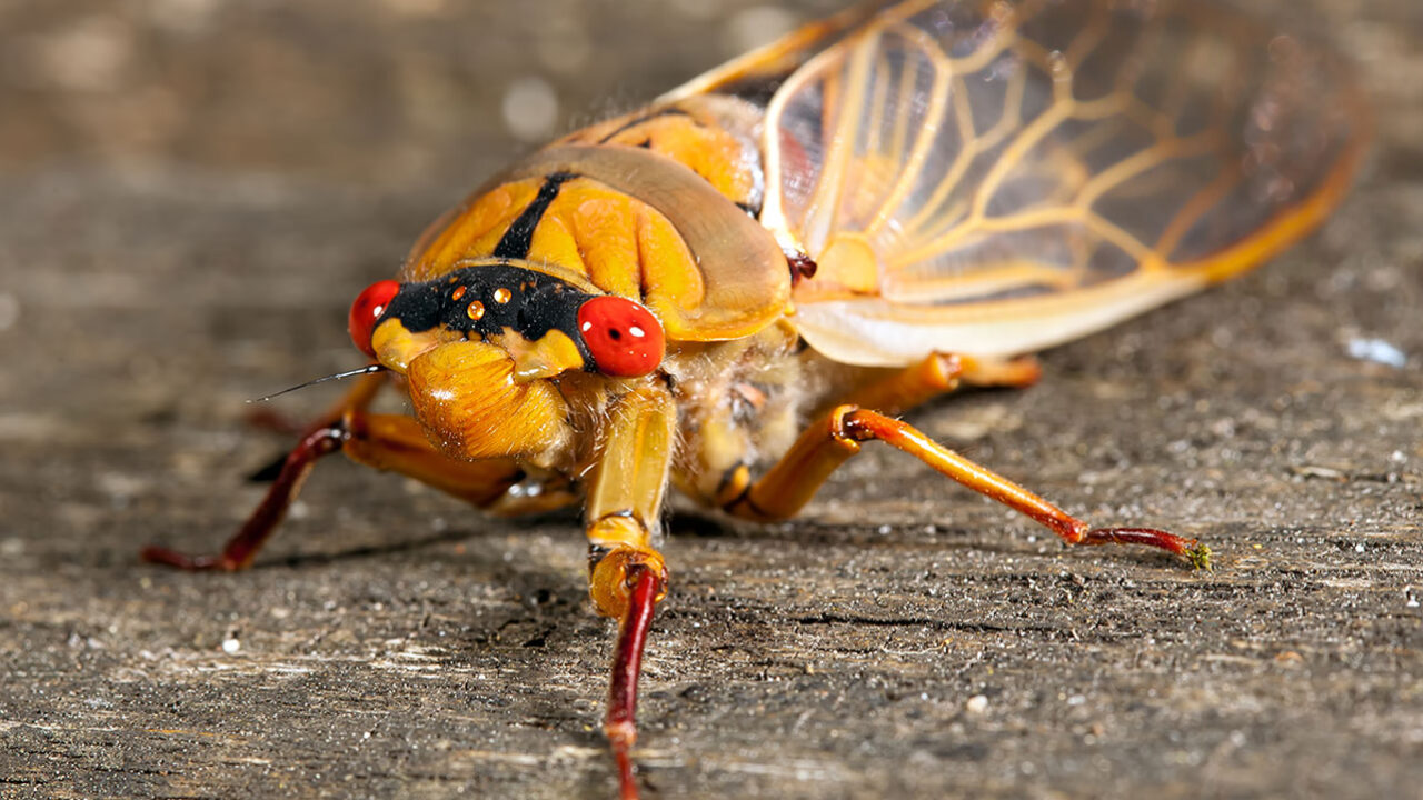A very close photo of a cicada.