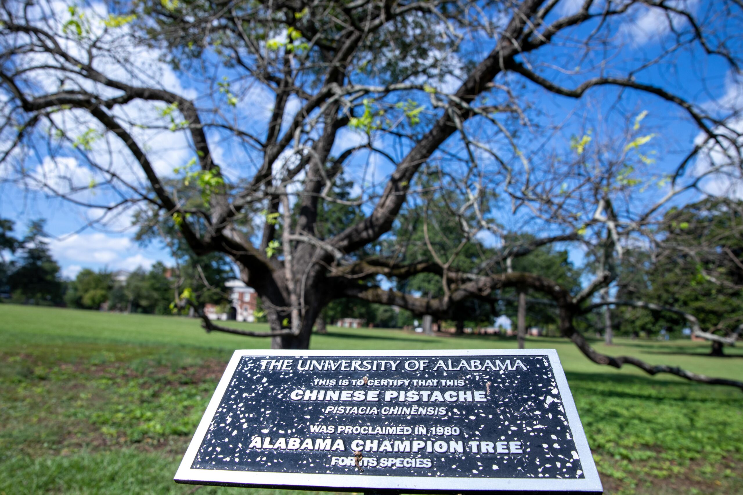 A plaque marks this Chinese pistache tree as an Alabama champion tree for its species. 