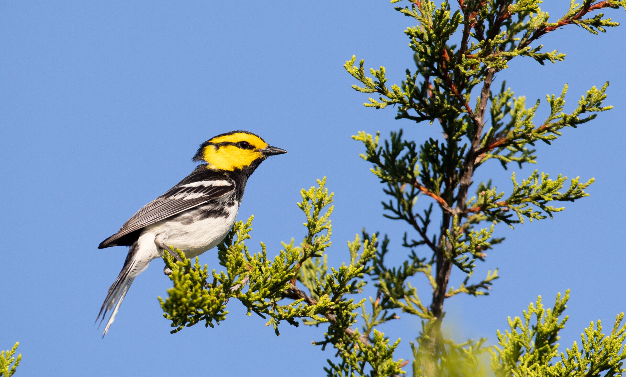 Golden cheeked warbler sitting on a tree branch against a blue background.