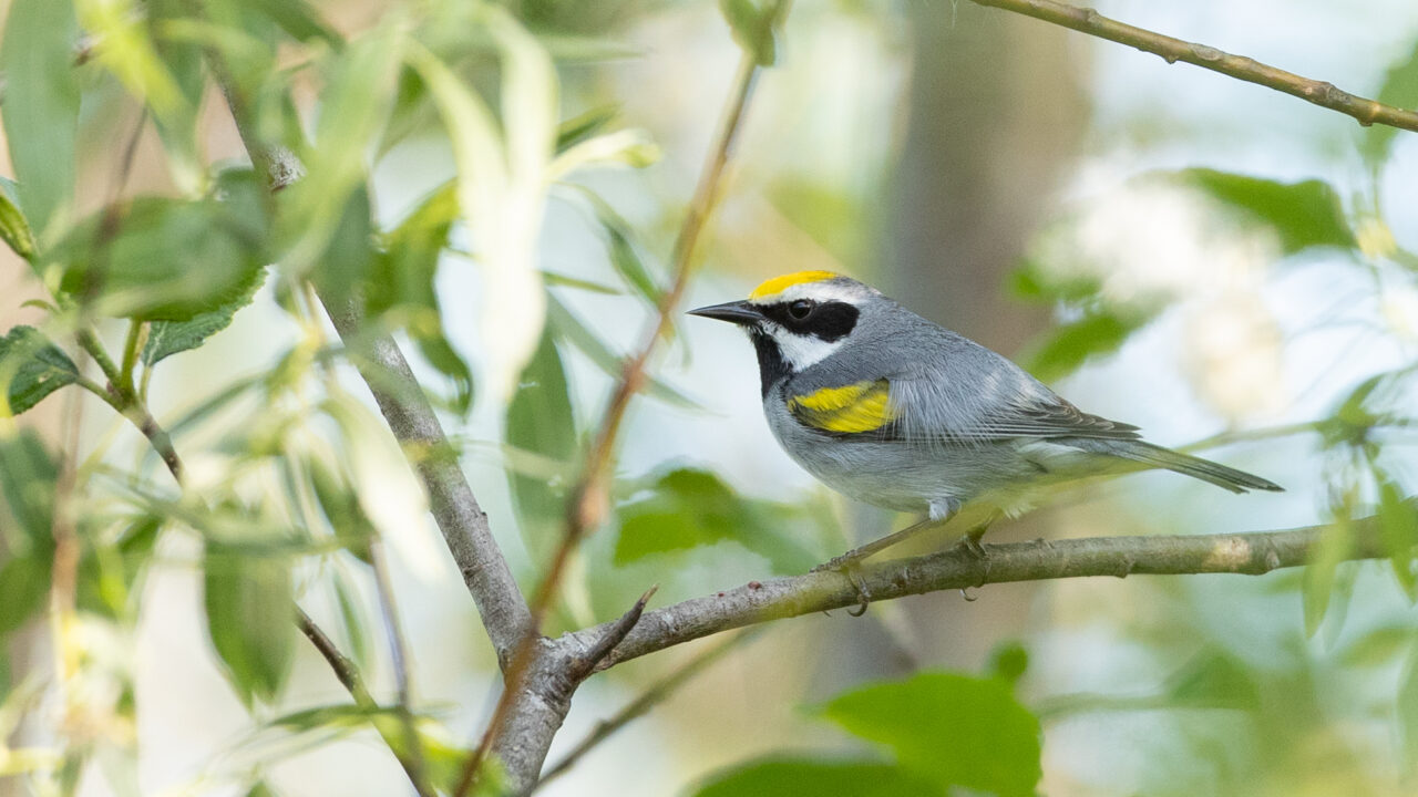 Seventy percent of federally endangered golden-winged warblers winter in areas of increased suitability for cocaine trafficking.