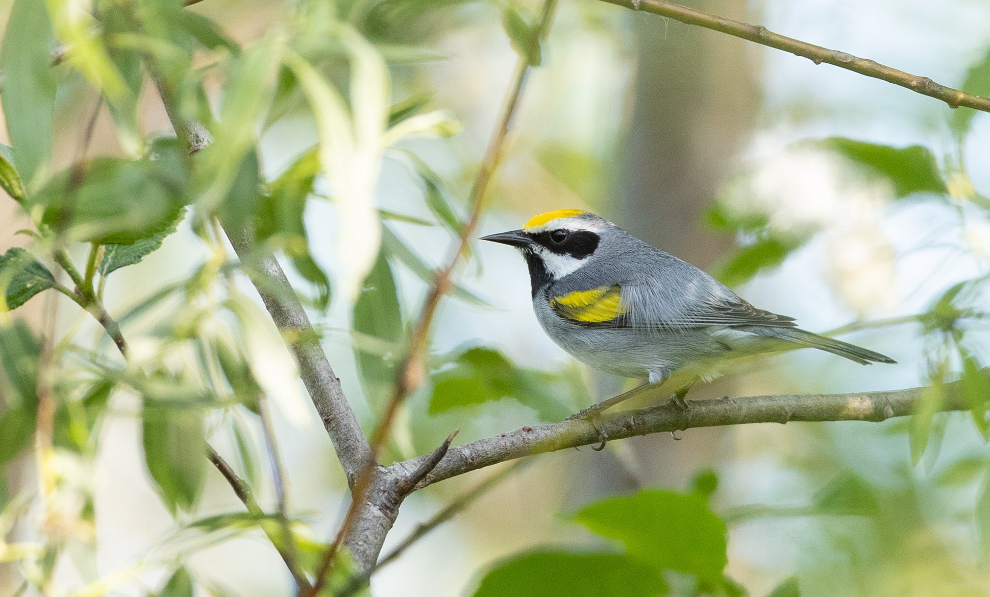 Cocaine Trafficking Threatens Critical Bird Habitats - University of ...