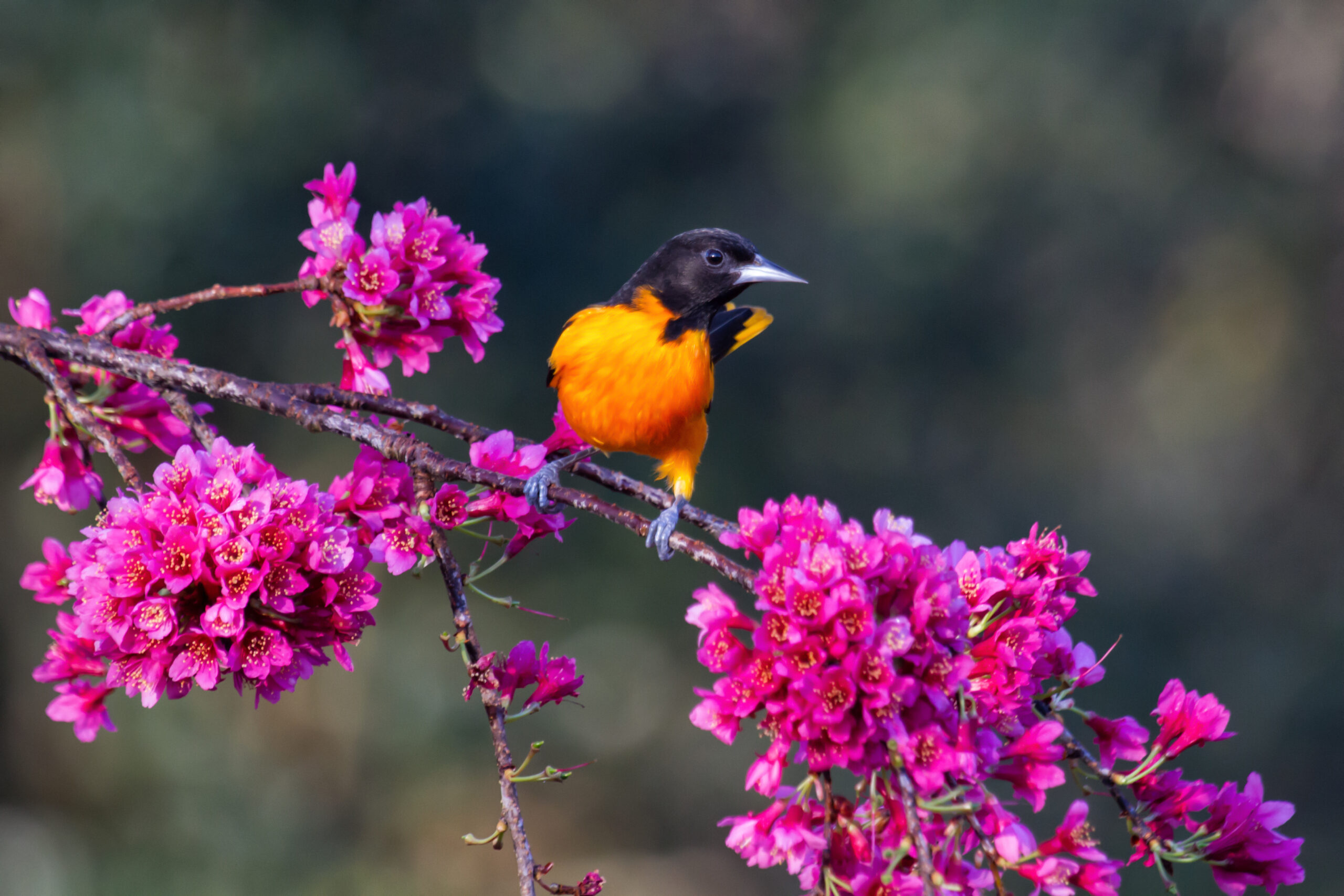 Baltimore oriole sitting on a branch with bright pink flowers.