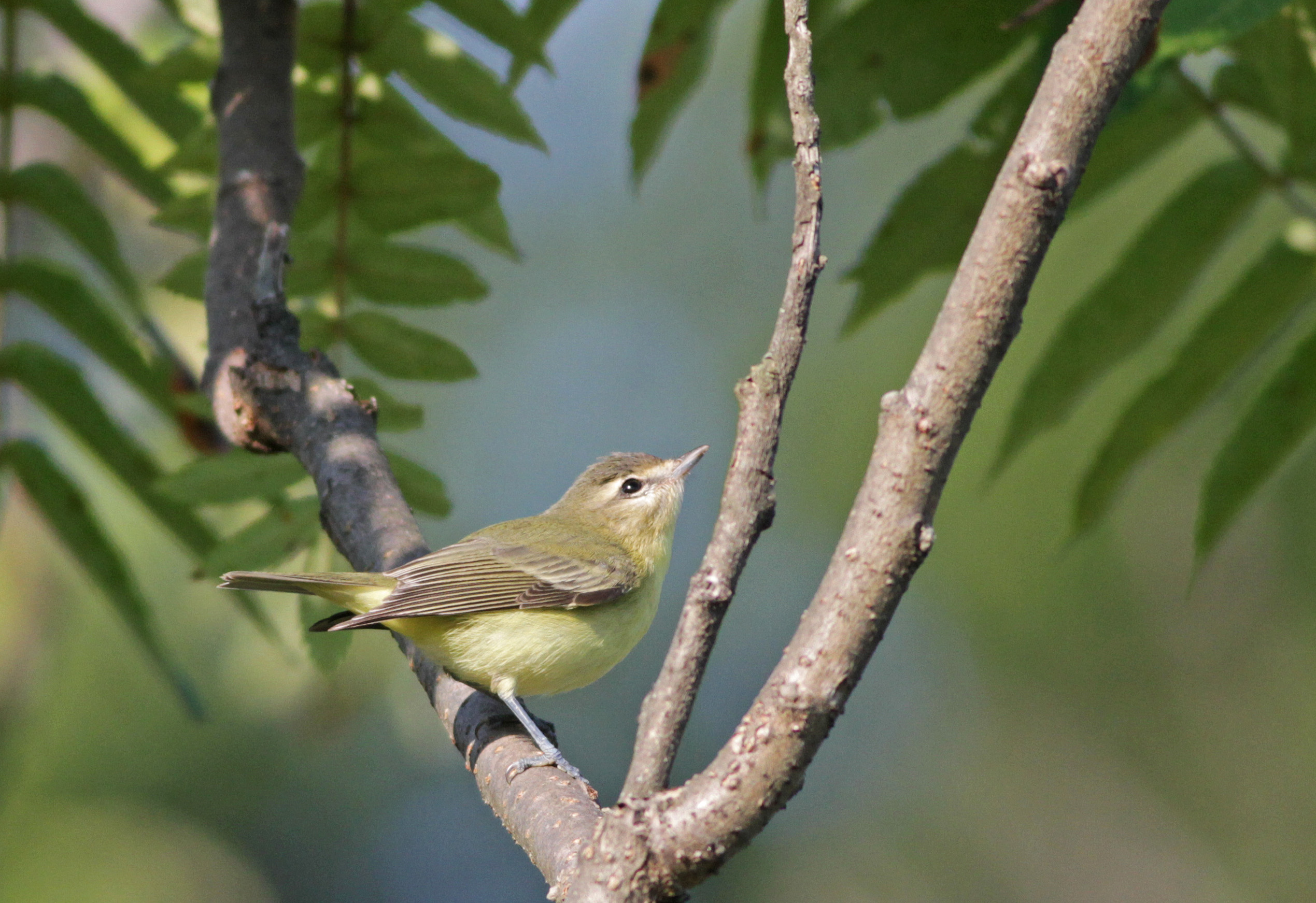 Philadelphia vireo, which winters in areas of increased suitability for cocaine trafficking.