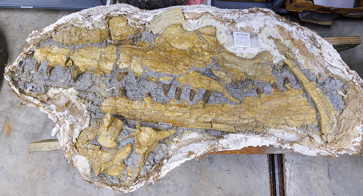 Skull elements and vertebrae of a Cretaceous marine reptile called a mosasaur are encased in a plaster jacket