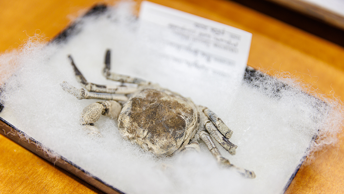 A well-preserved fossil crab.