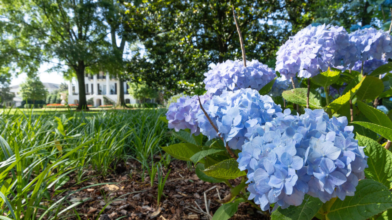 hydrangea blooms