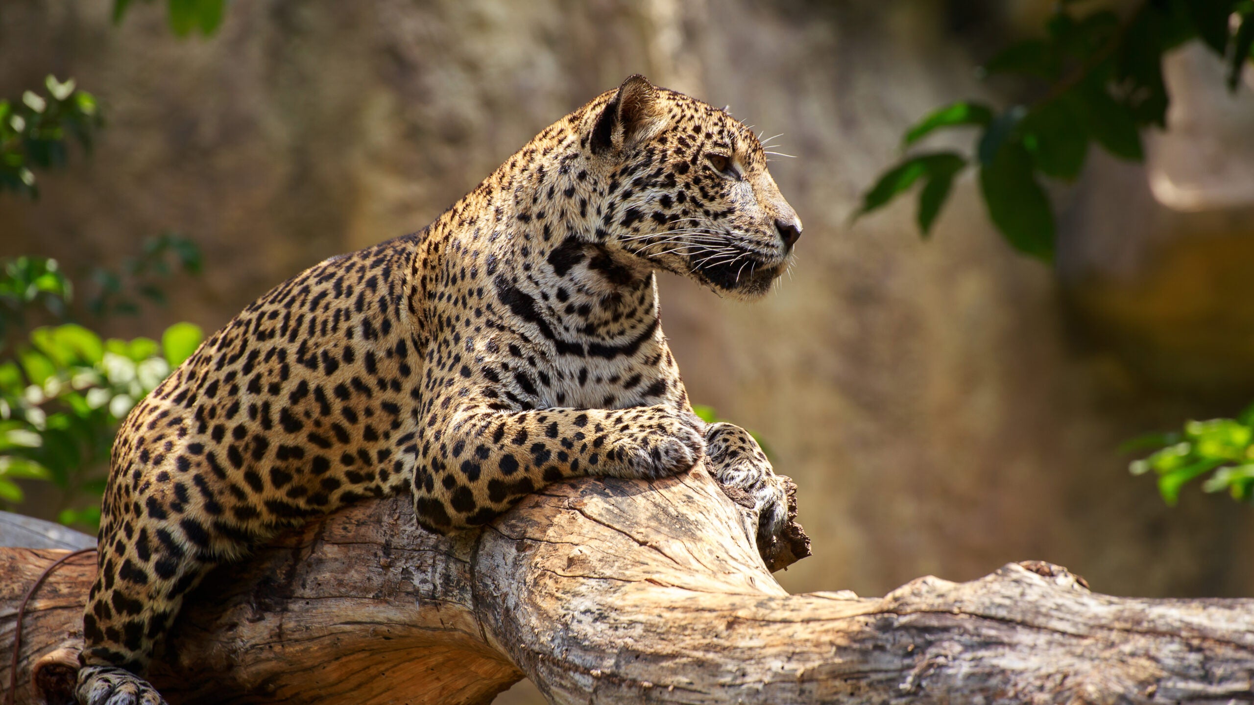 A jaguar sits on a large tree limb in front of a hazy background.