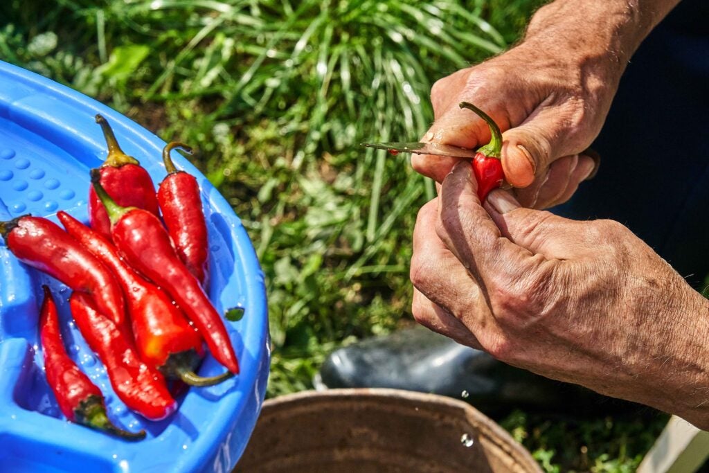 A close up of a man's hands as he slices into a freshly harvested red chili pepper. 