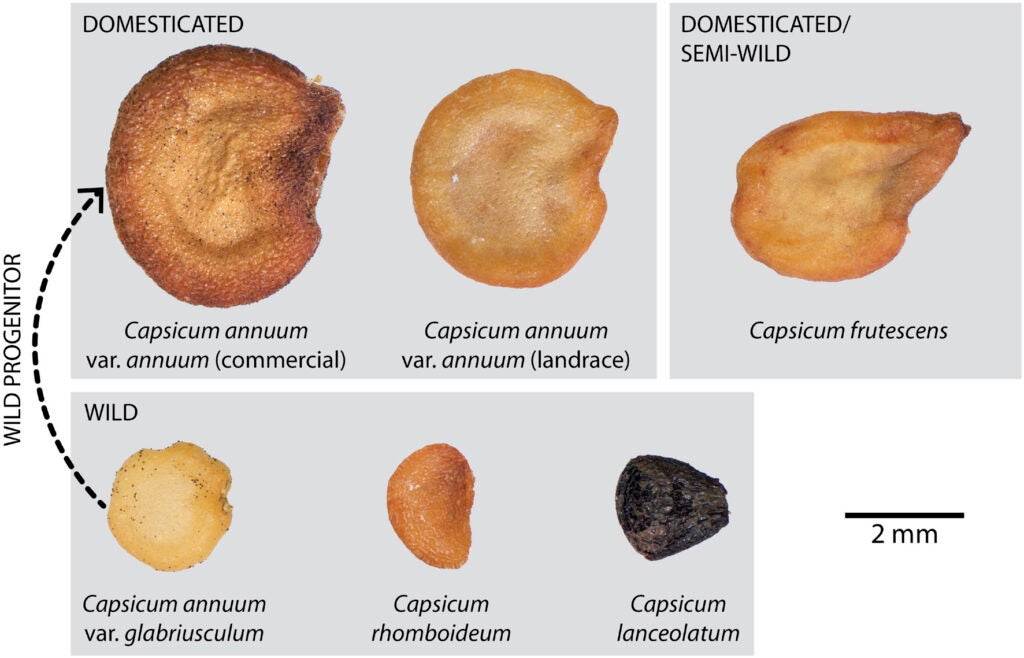 Seeds from domesticated and wild chili pepper varieties. Seeds are the part of a plant most likely to be preserved in archeological sites and are therefore key to studying the history of plant domestication.