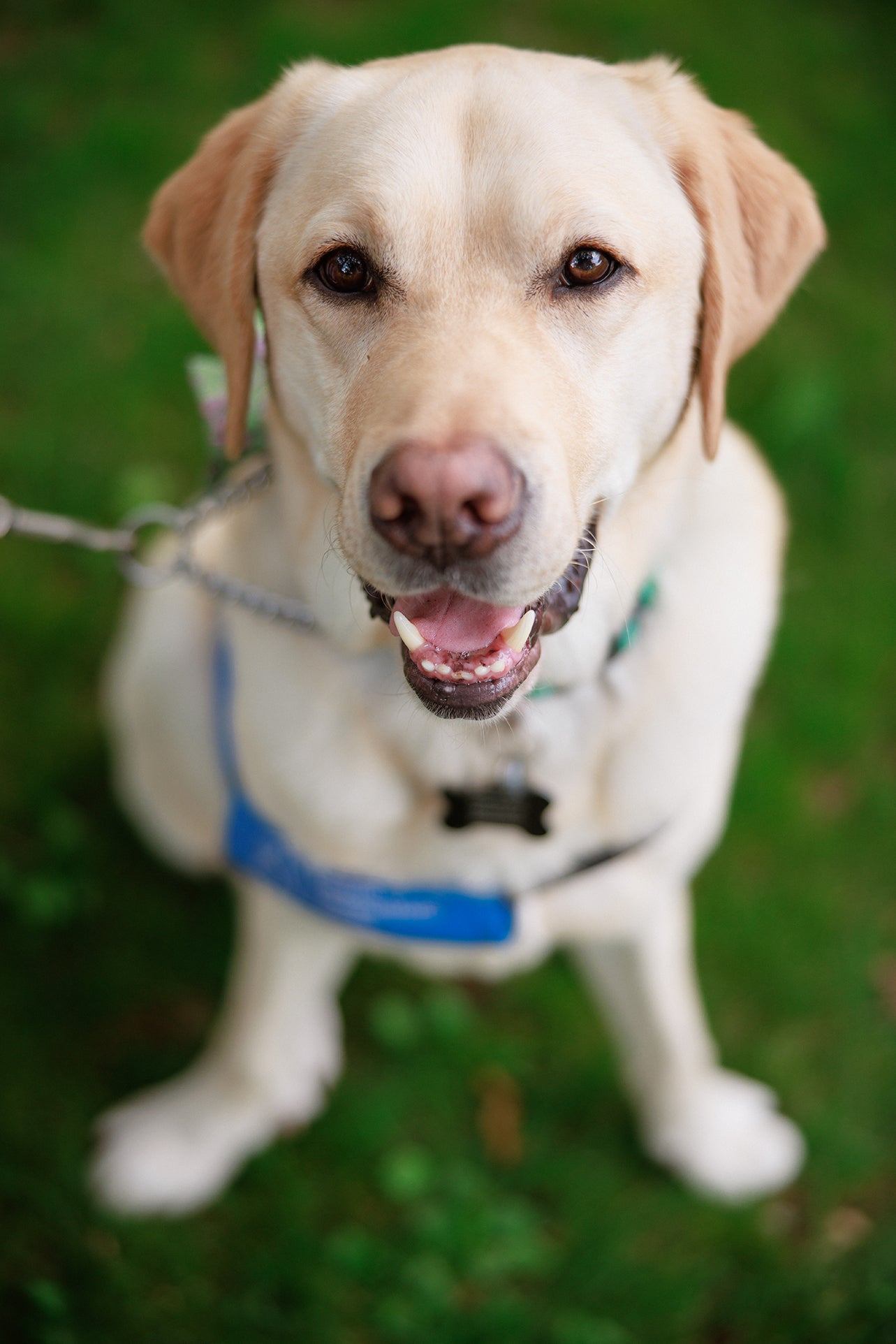 Getty Cooper, a yellow lab.