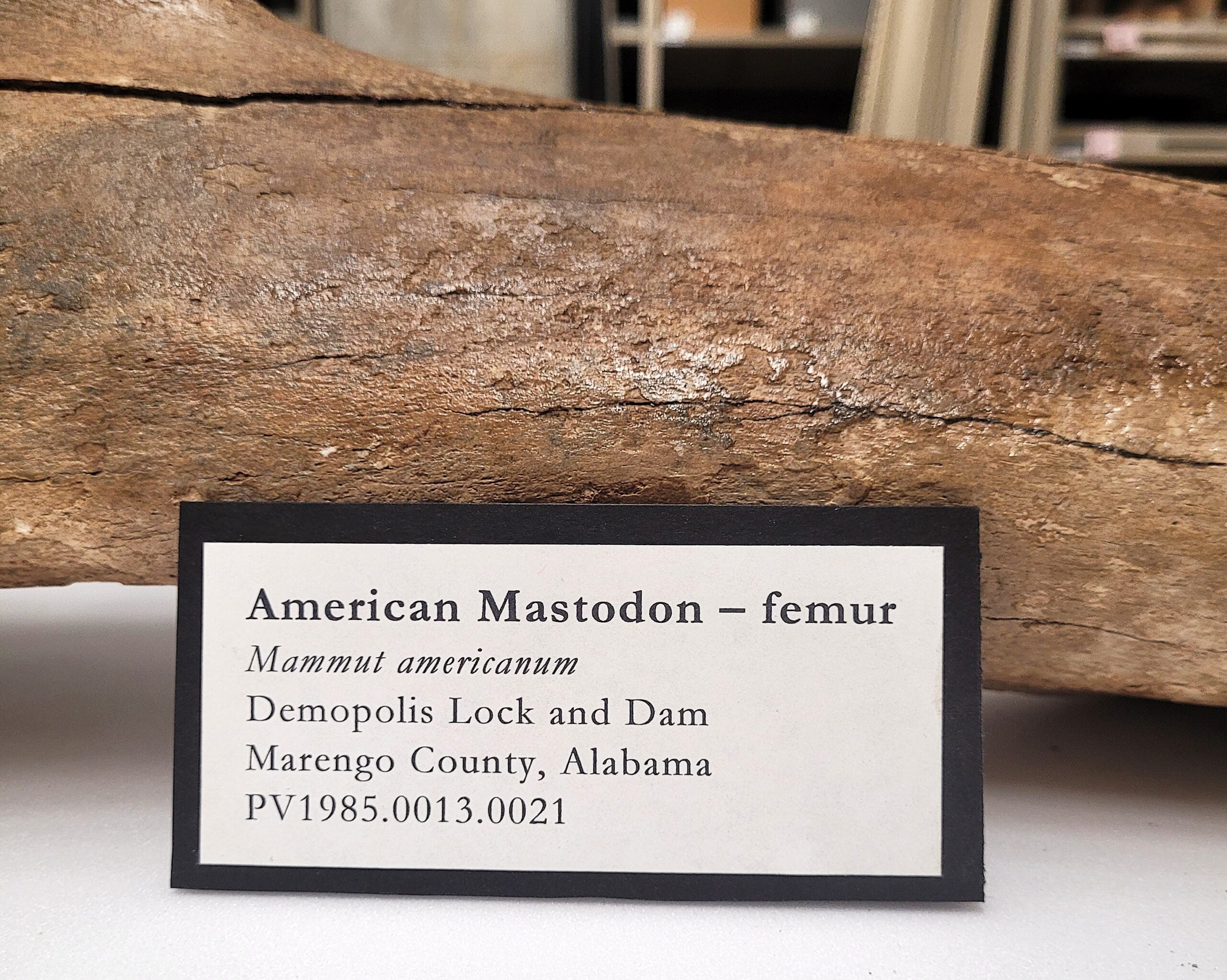 A small placard reads American Mastodon - femur, mammut americanum, Demopolis Lock and Dam, Marengo County, Alabama. Behind it is a large fossilized bone with a brown, rough surface.