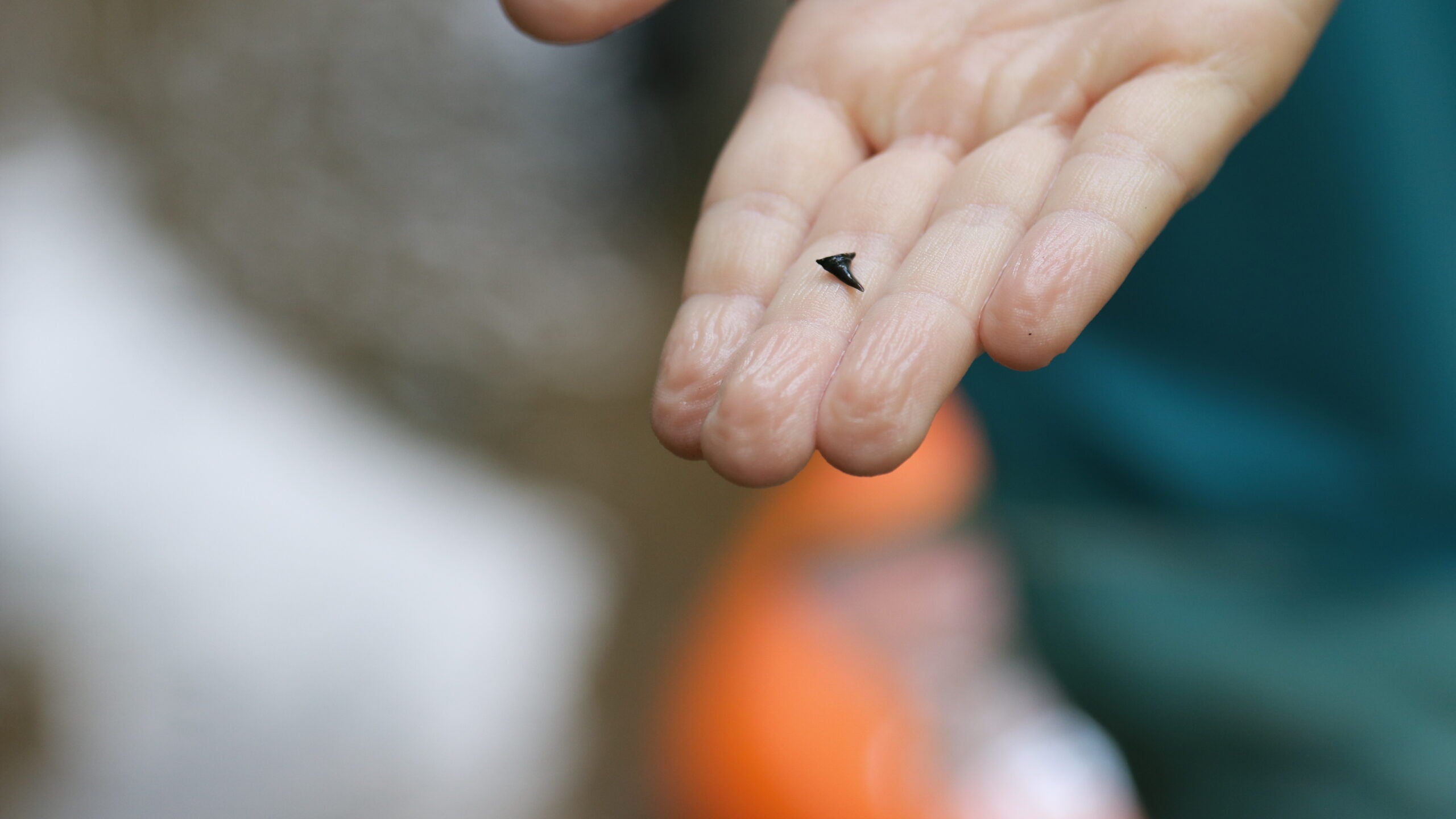 A child's hand, wrinkled from being in the water, holds out a tiny fossilized shark tooth about 1 cm long.