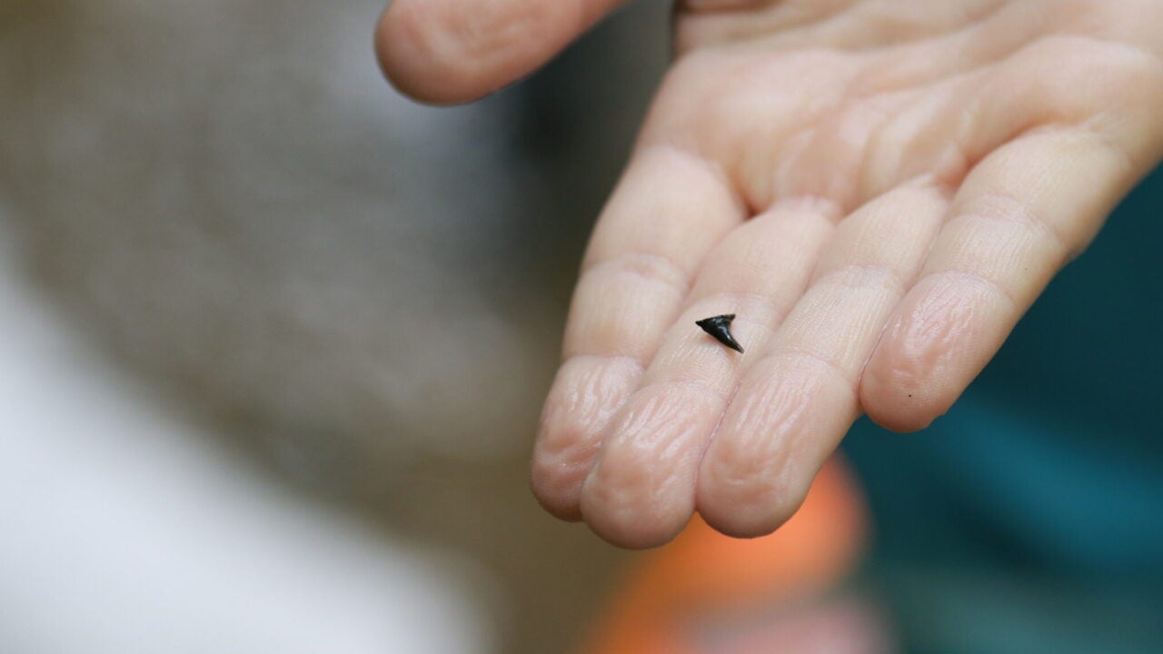 A child's hand, wrinkled from being in the water, holds out a tiny fossilized shark tooth about 1 cm long.