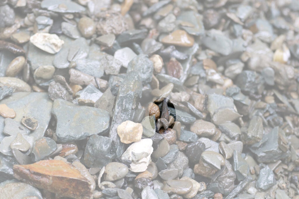 photo shows a collection of gravel and debris from the creek bed, with the background lighter than the tooth highlighted in an oval.
