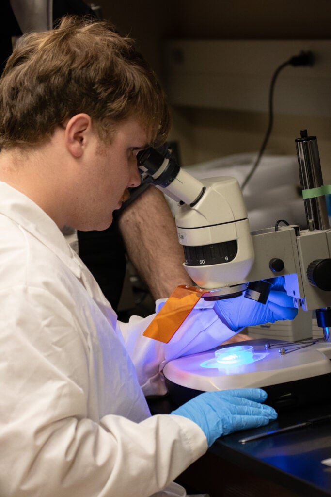 Aidan Meyers looks at C. elegans works under a microscope. 