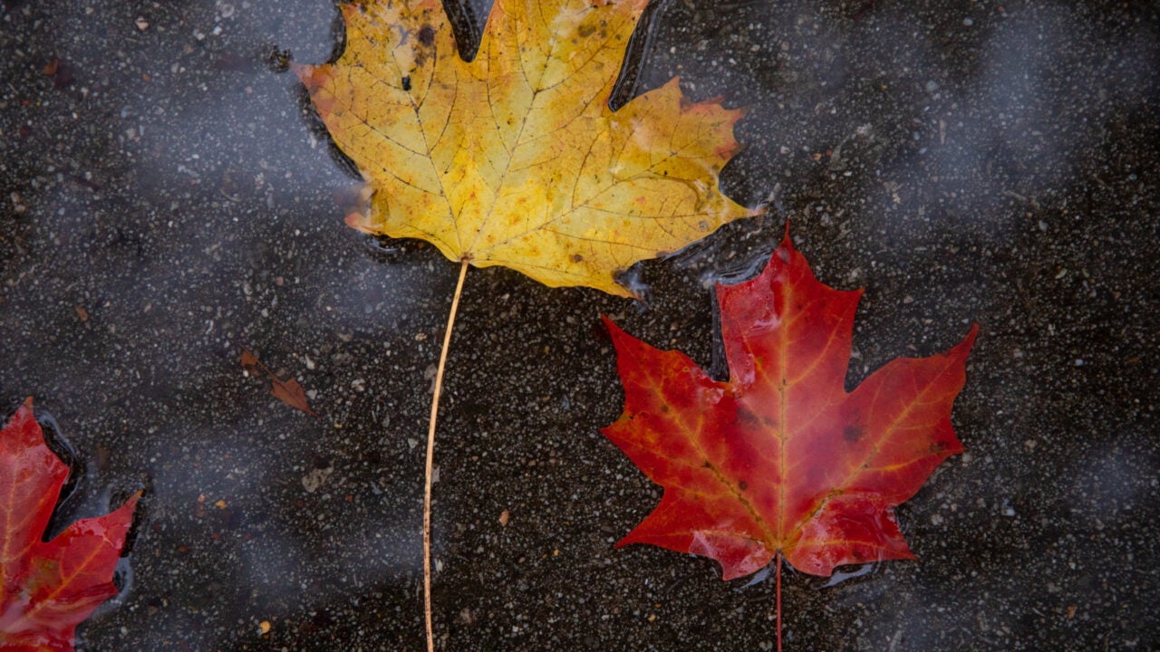 Yellow and red fall leaves in a puddle.